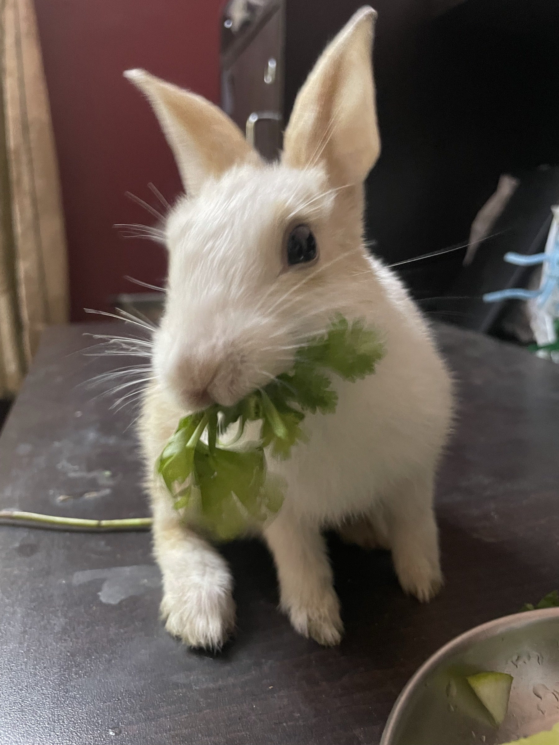 Miku, a white rabbit with honey-colored ears, nibbling a sprig of cilantro