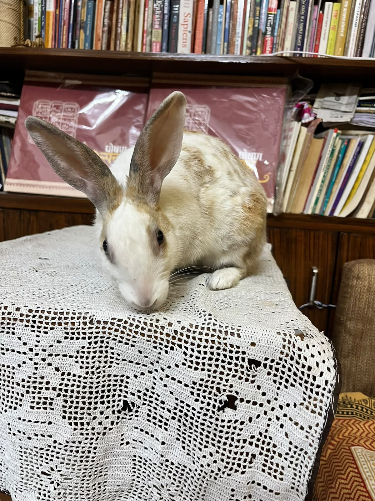 A photo of Miku
