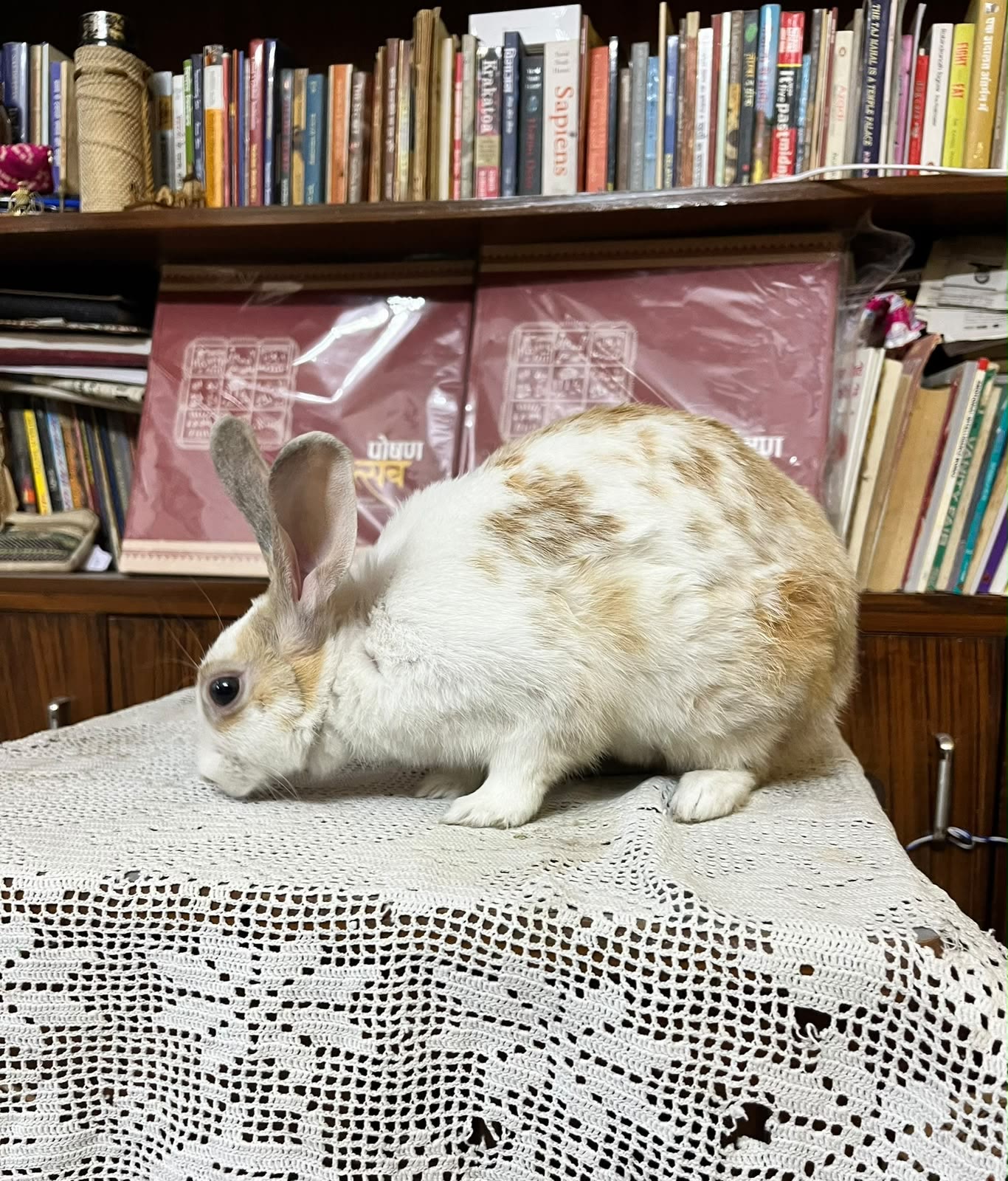 A photo of Miku